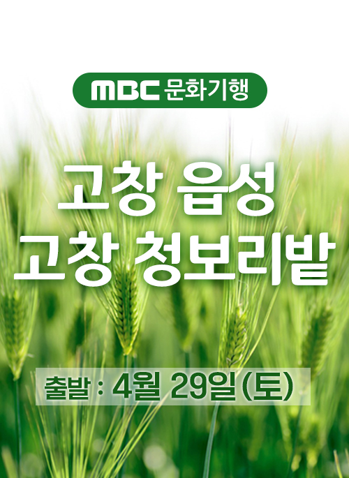 MBC 문화기행 고창읍성 & 고창 청보리